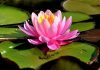 Jala Pushpam or Water Lily or Lotus